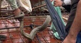 Indian Rock Python Rescued From 13th Floor of Mumbai Tower, Local Concerns Heighten