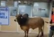 Unusual Visitor: Stray Bull Wanders into SBI Branch in UP's Unnao, Video Goes Viral