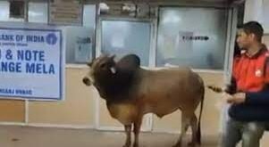 Unusual Visitor: Stray Bull Wanders into SBI Branch in UP's Unnao, Video Goes Viral