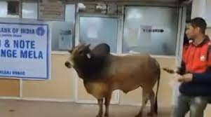 Unusual Visitor: Stray Bull Wanders into SBI Branch in UP's Unnao, Video Goes Viral