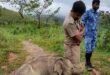 Baby Elephant Reunites With Mother in Heartwarming Forest Rescue