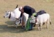 PM Modi Celebrates Makar Sankranti by Feeding Cows at Residence