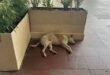 Ratan Tata's Love for Animals Shines in Heartwarming Story of Taj Mahal Hotel's Canine Companion