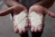 India Lifts Ban on Non-Basmati White Rice Exports, Hailed as Game-Changer for Agricultural Sector