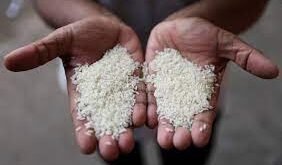 India Lifts Ban on Non-Basmati White Rice Exports, Hailed as Game-Changer for Agricultural Sector