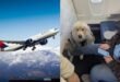 Man Forced to Give Up First-Class Seat for Service Dog on Delta Flight