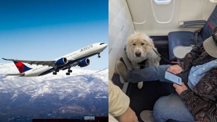 Man Forced to Give Up First-Class Seat for Service Dog on Delta Flight