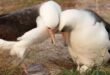 World's Oldest Known Wild Bird, Wisdom, Lays Her 60th Egg at 74