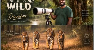 Photographer Diwakar: From Formals to Camouflage, Following His Heart into the Wild.